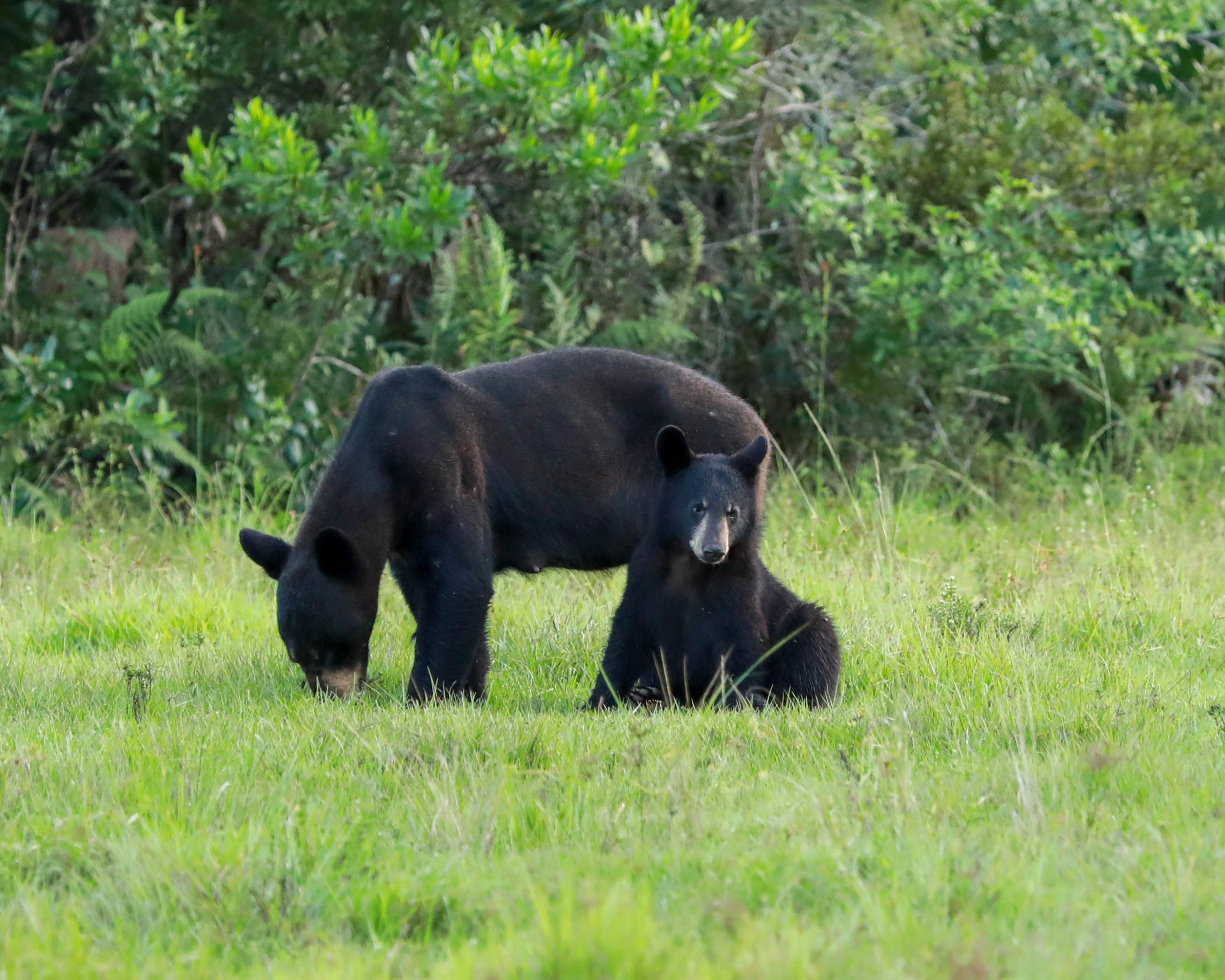 Florida Black Bear Mother & Cub
