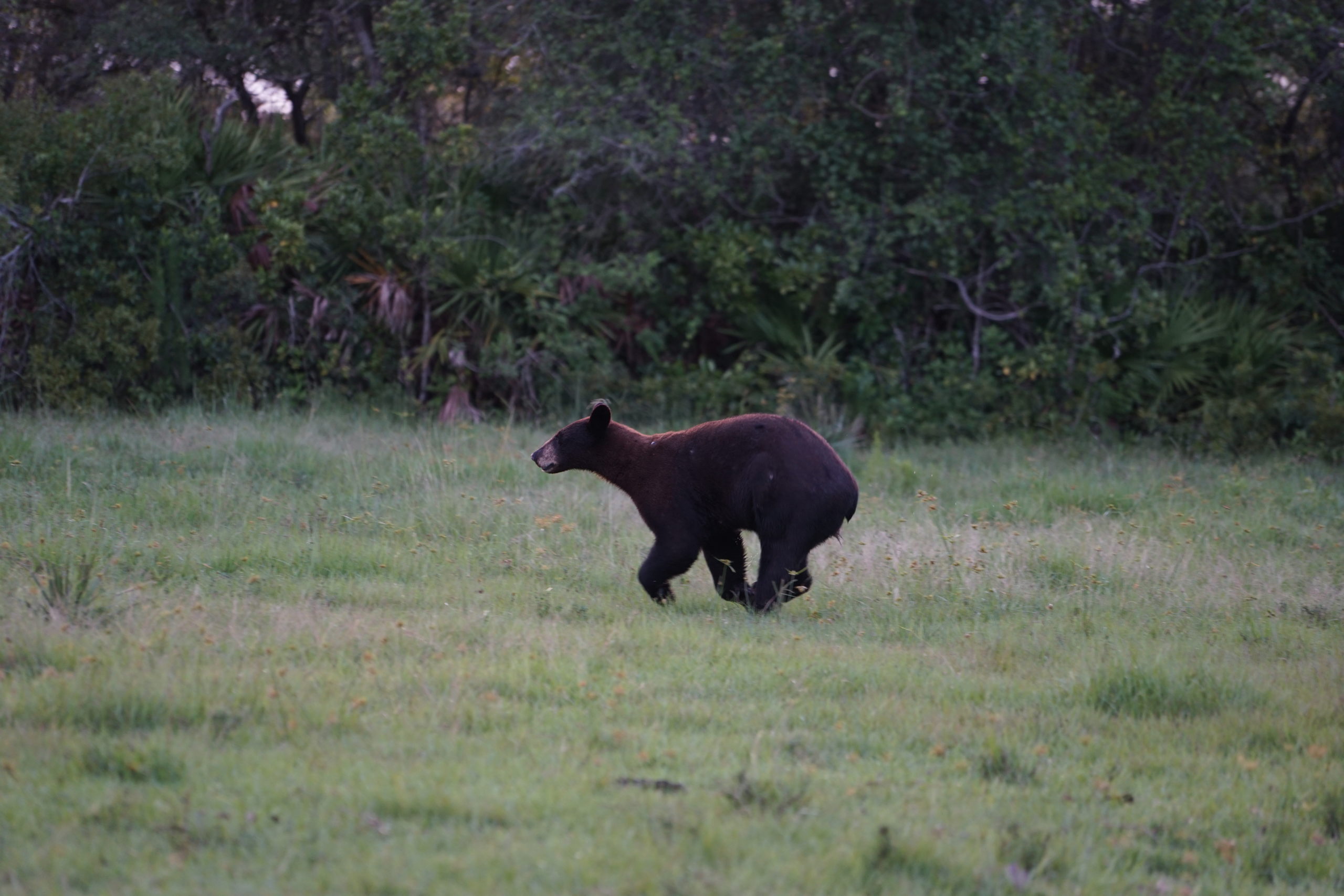 Florida Black Bear Running