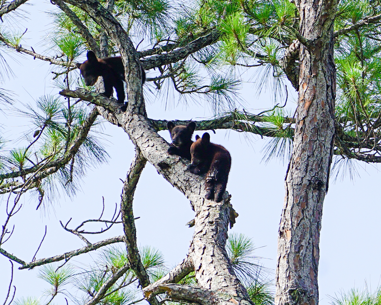 Florida Bear Cubs in Tree
