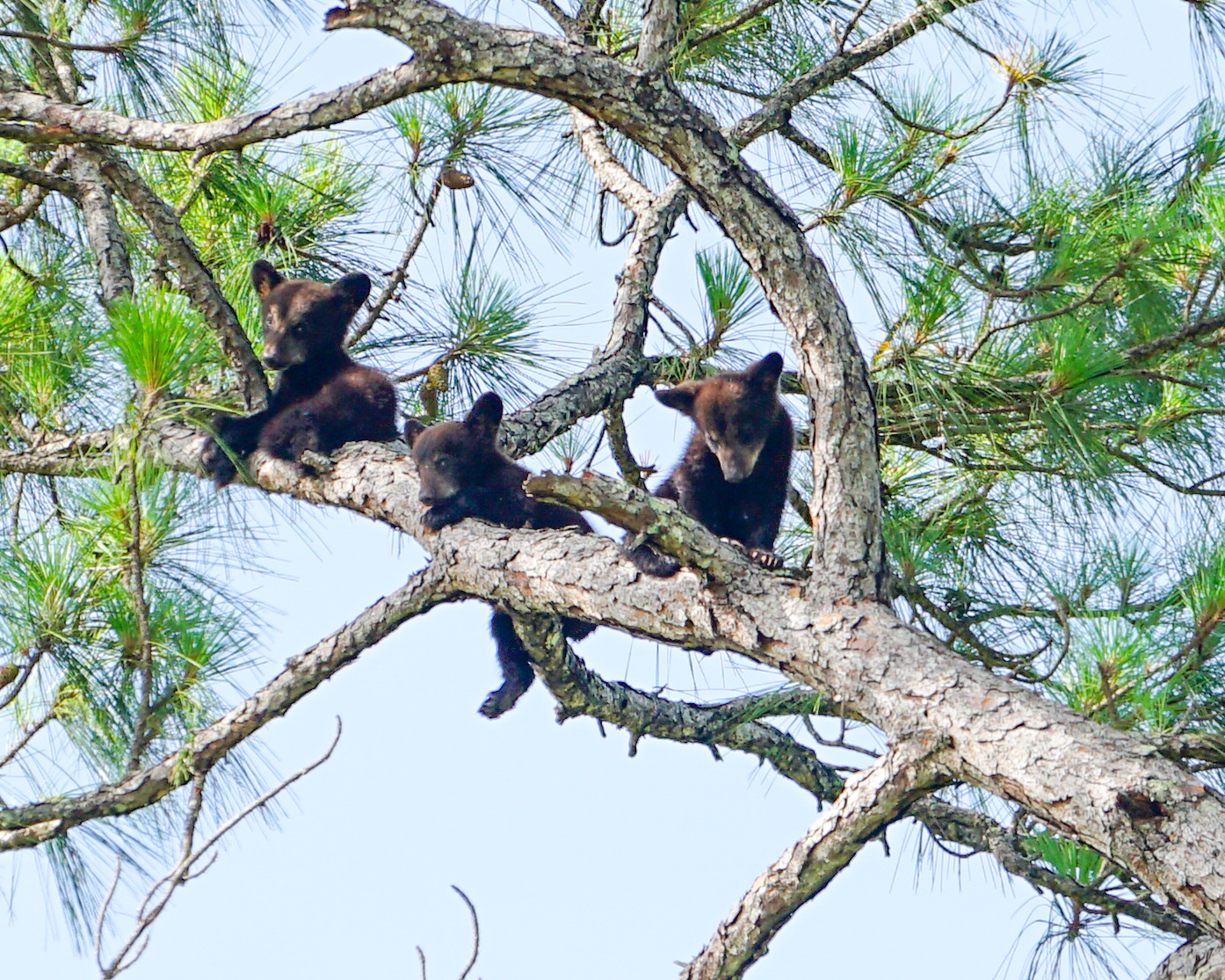 Florida Black Bear Cubs in Tree