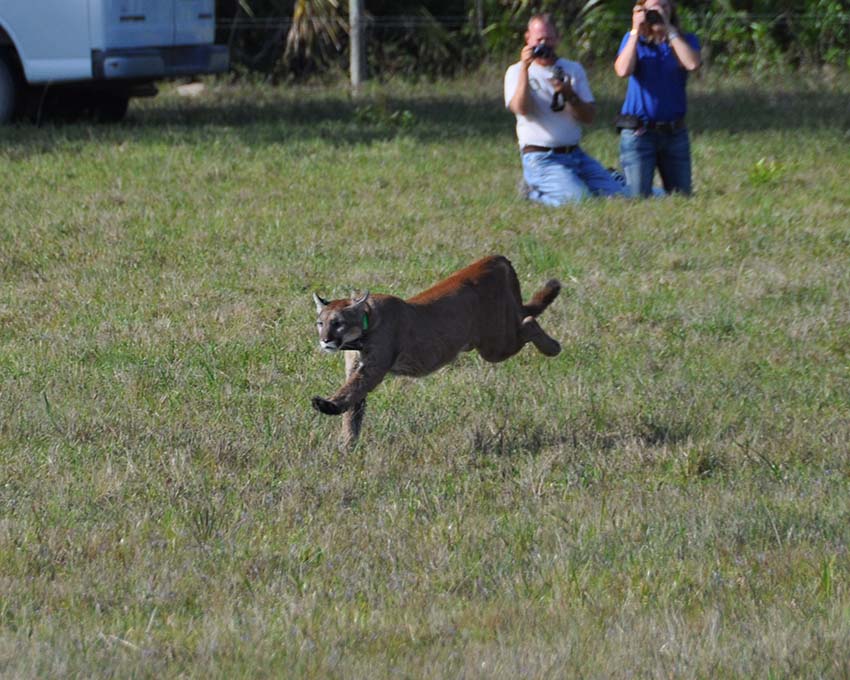 Panther Release