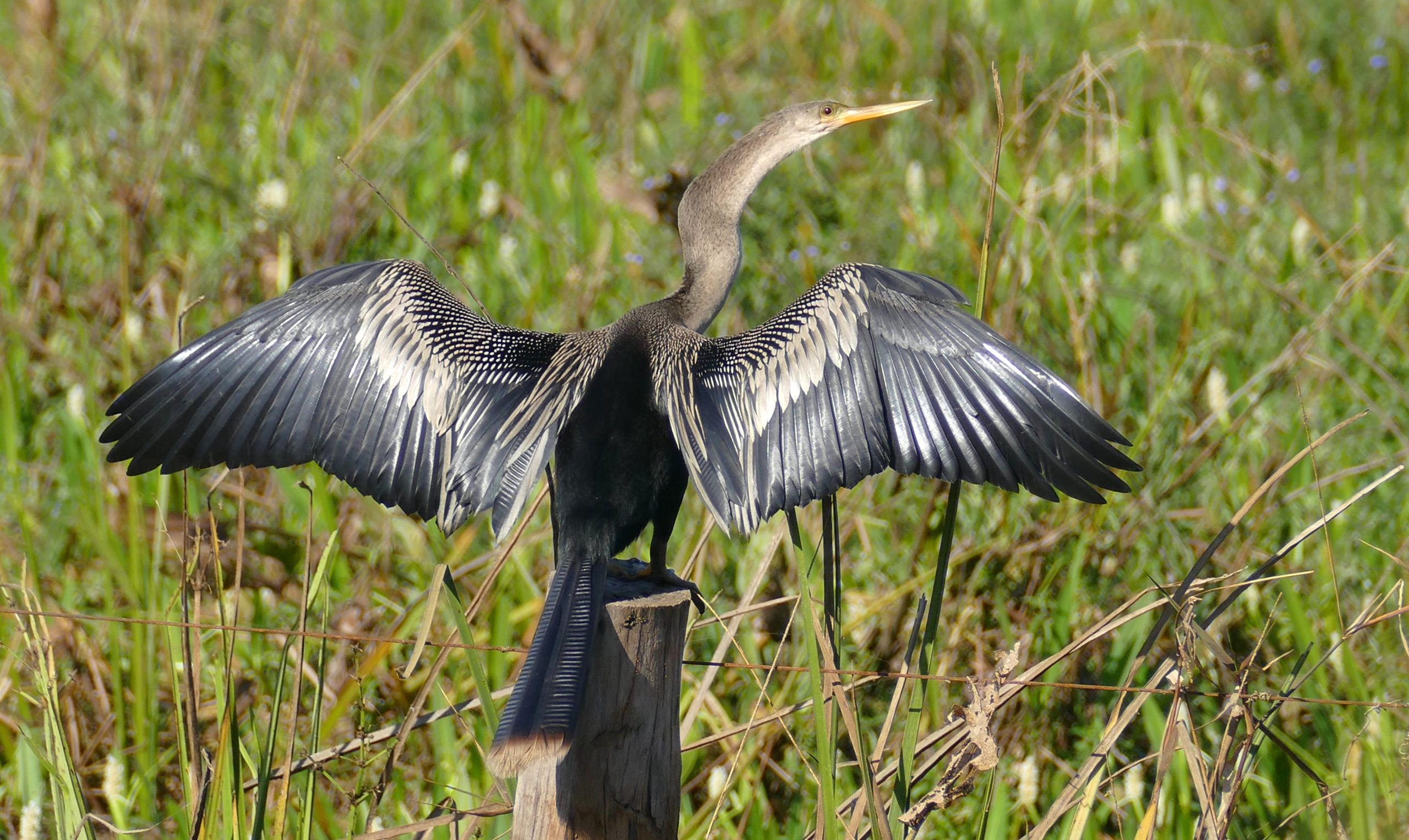 Anhinga Drying in Sun