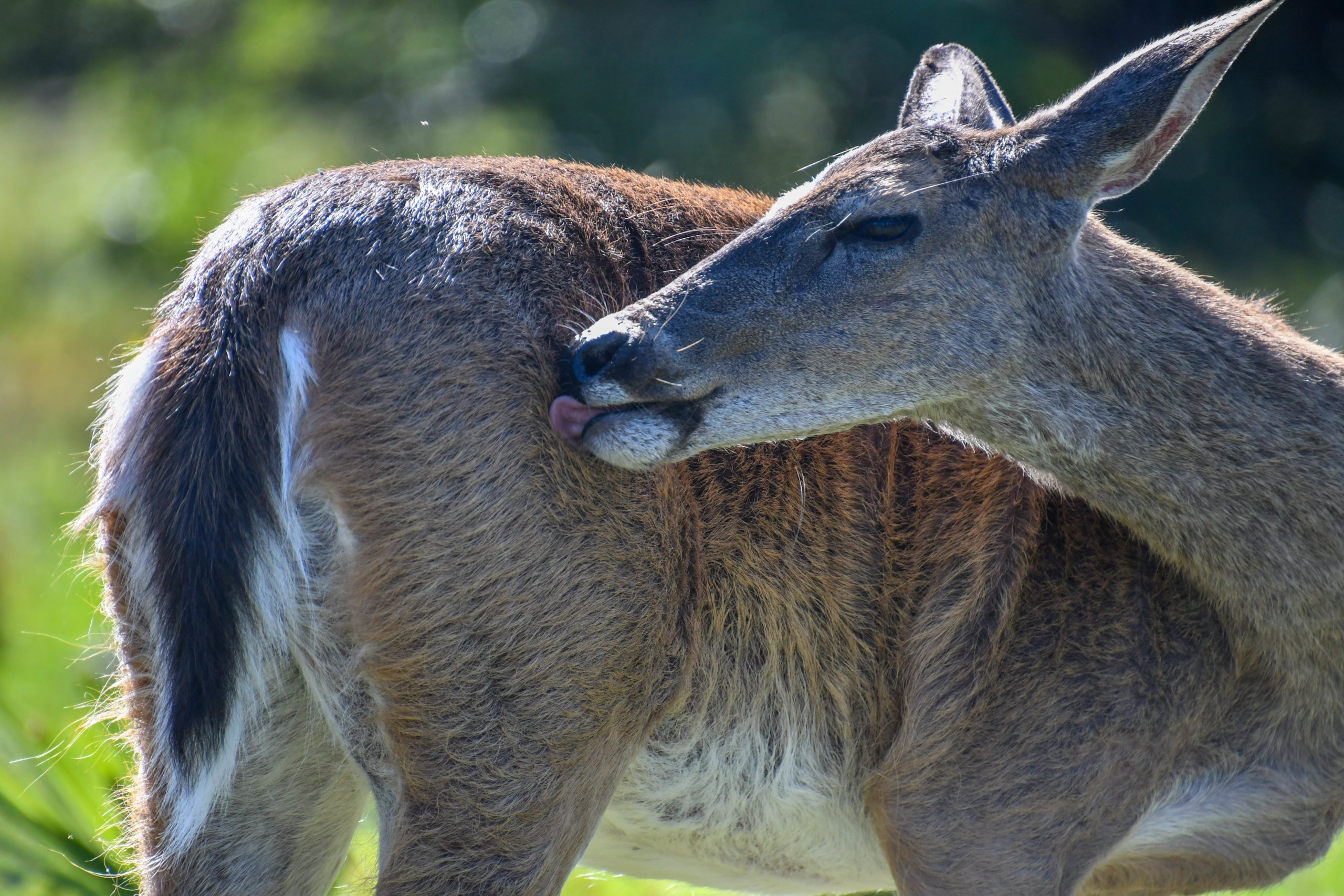 White-tailed Deer