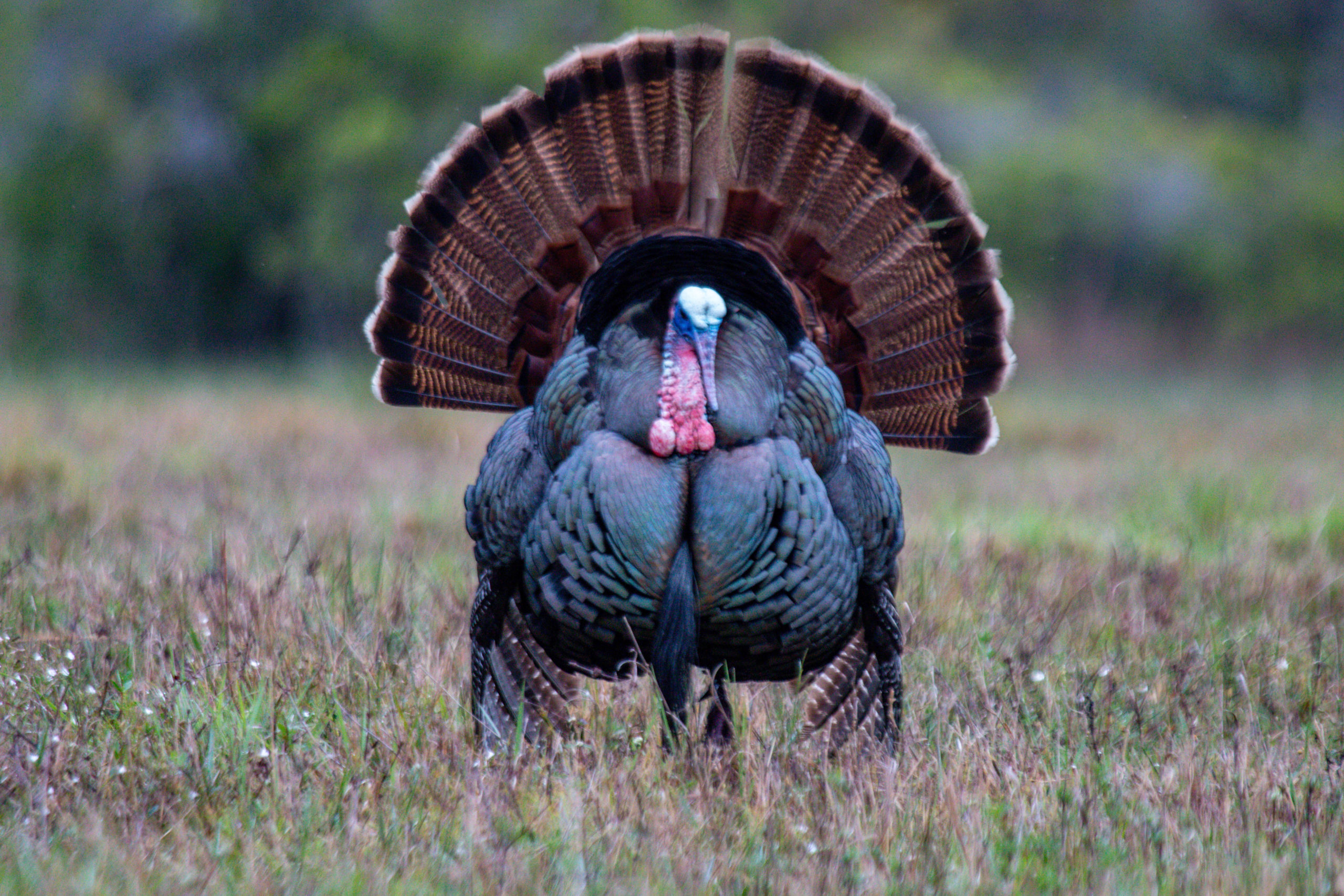 Osceola Turkey