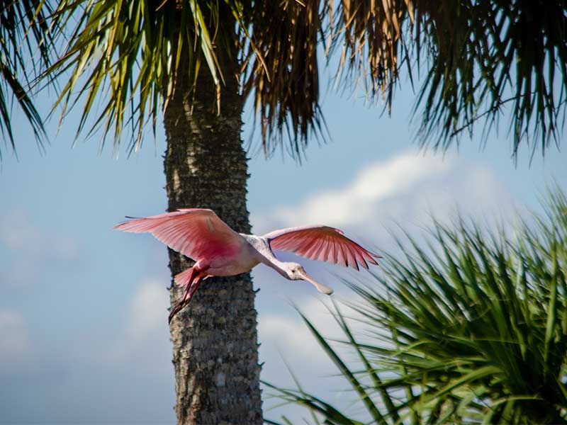 Roseate Spoonbill