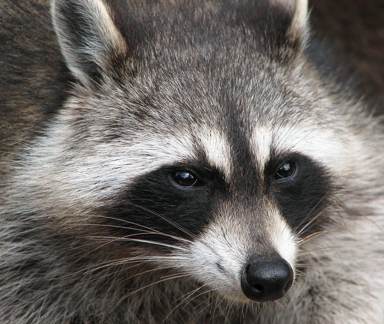 Racoon