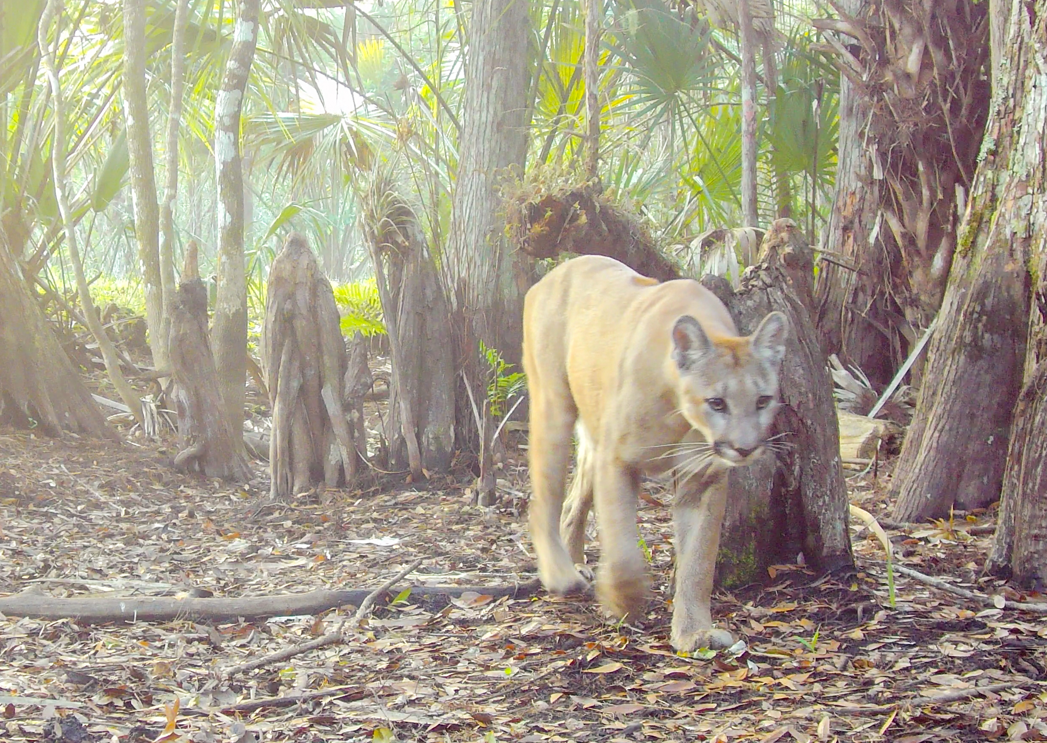 Florida Panther