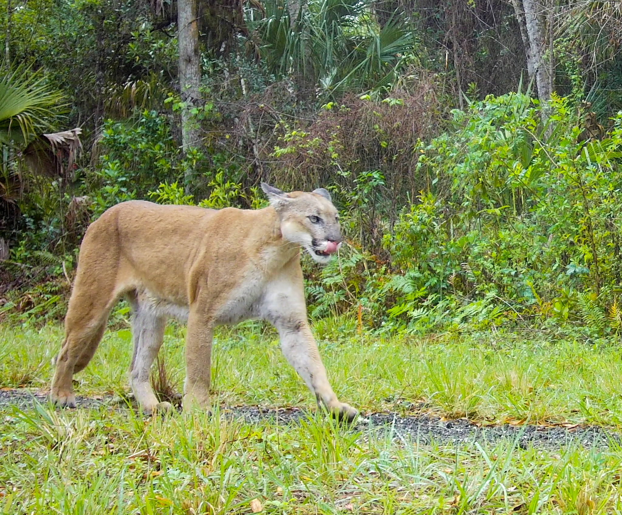 Florida Panther