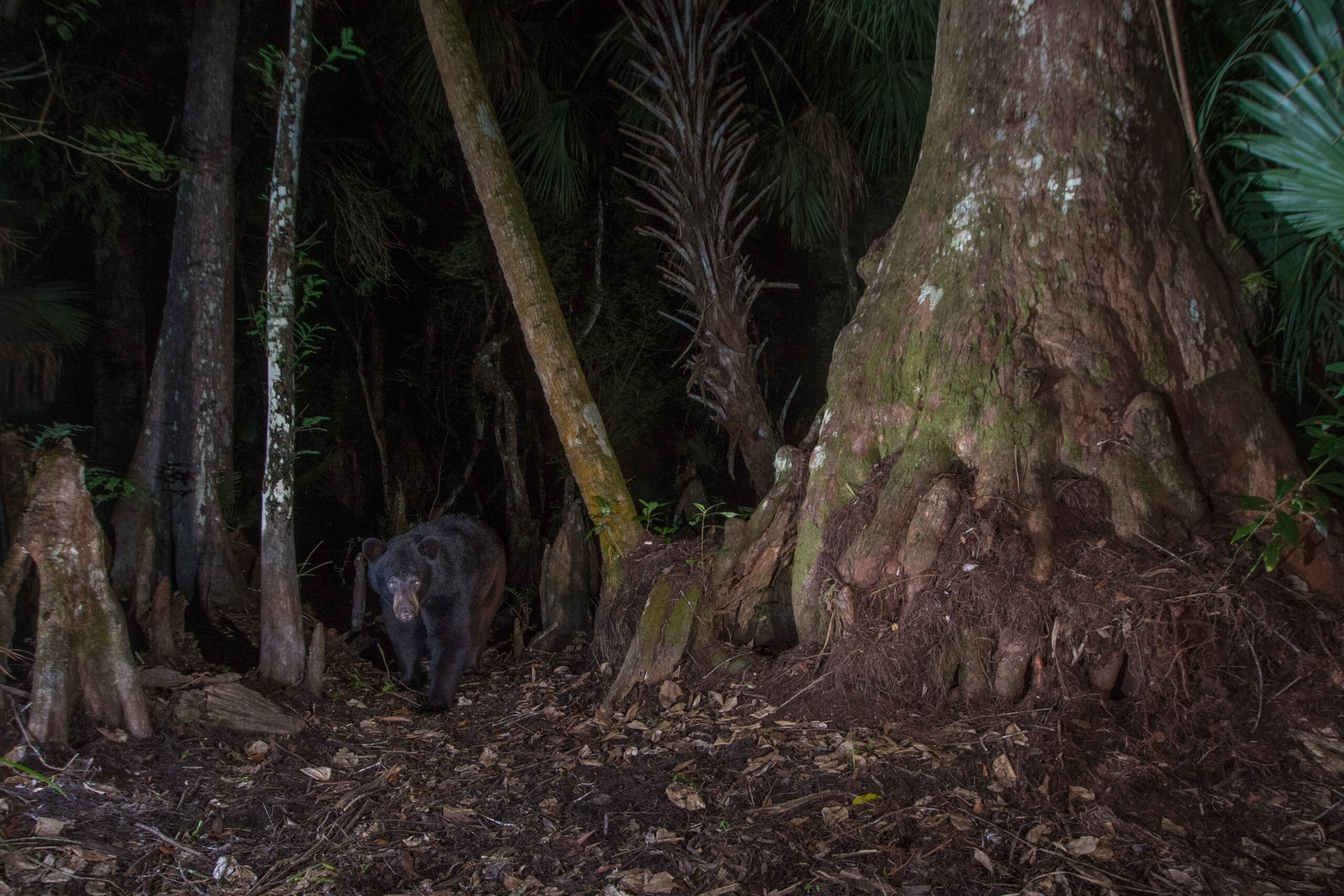 Photo by: Carlton Ward, Jr Florida Black Bear 