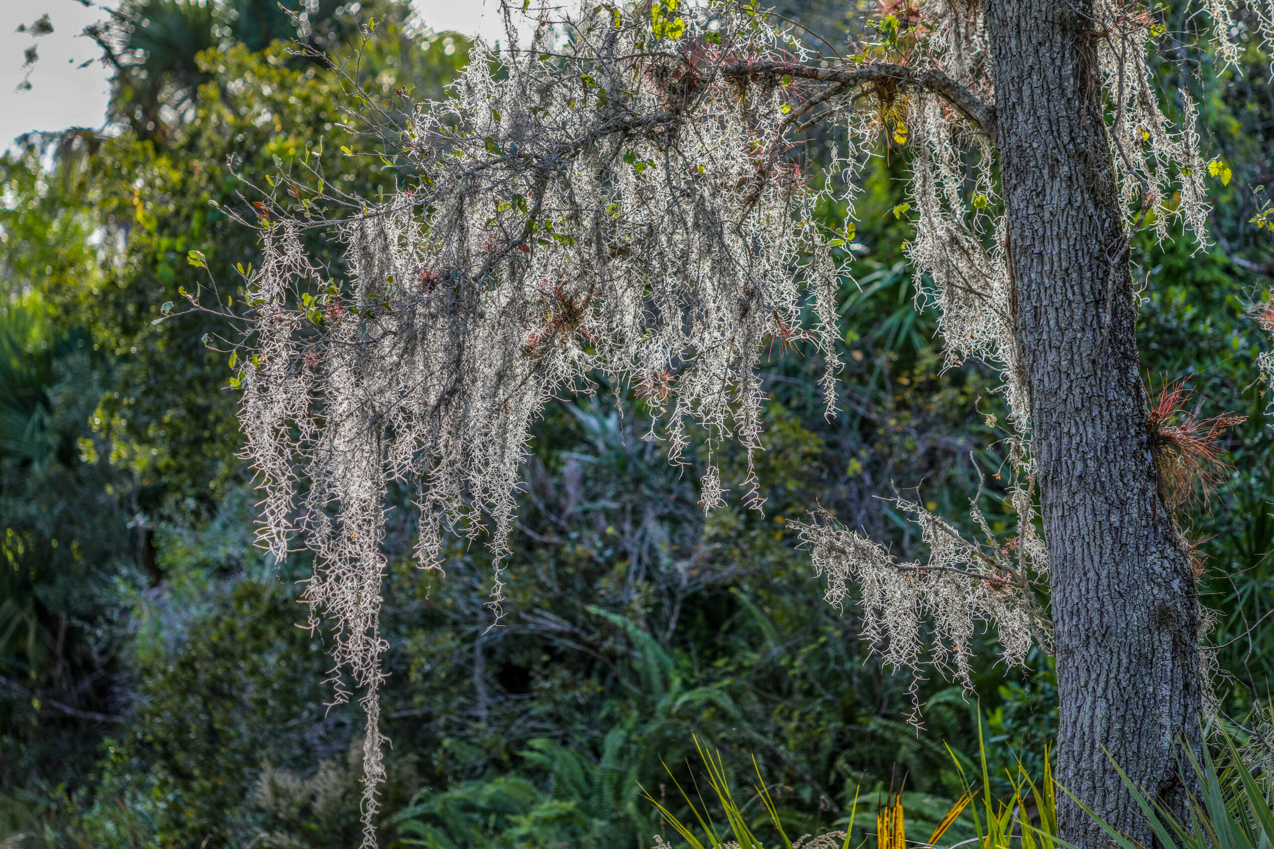 everglades spanish moss