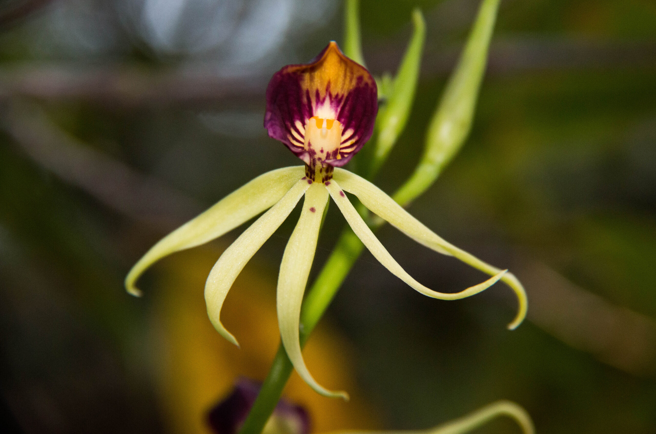 clamshell orchid