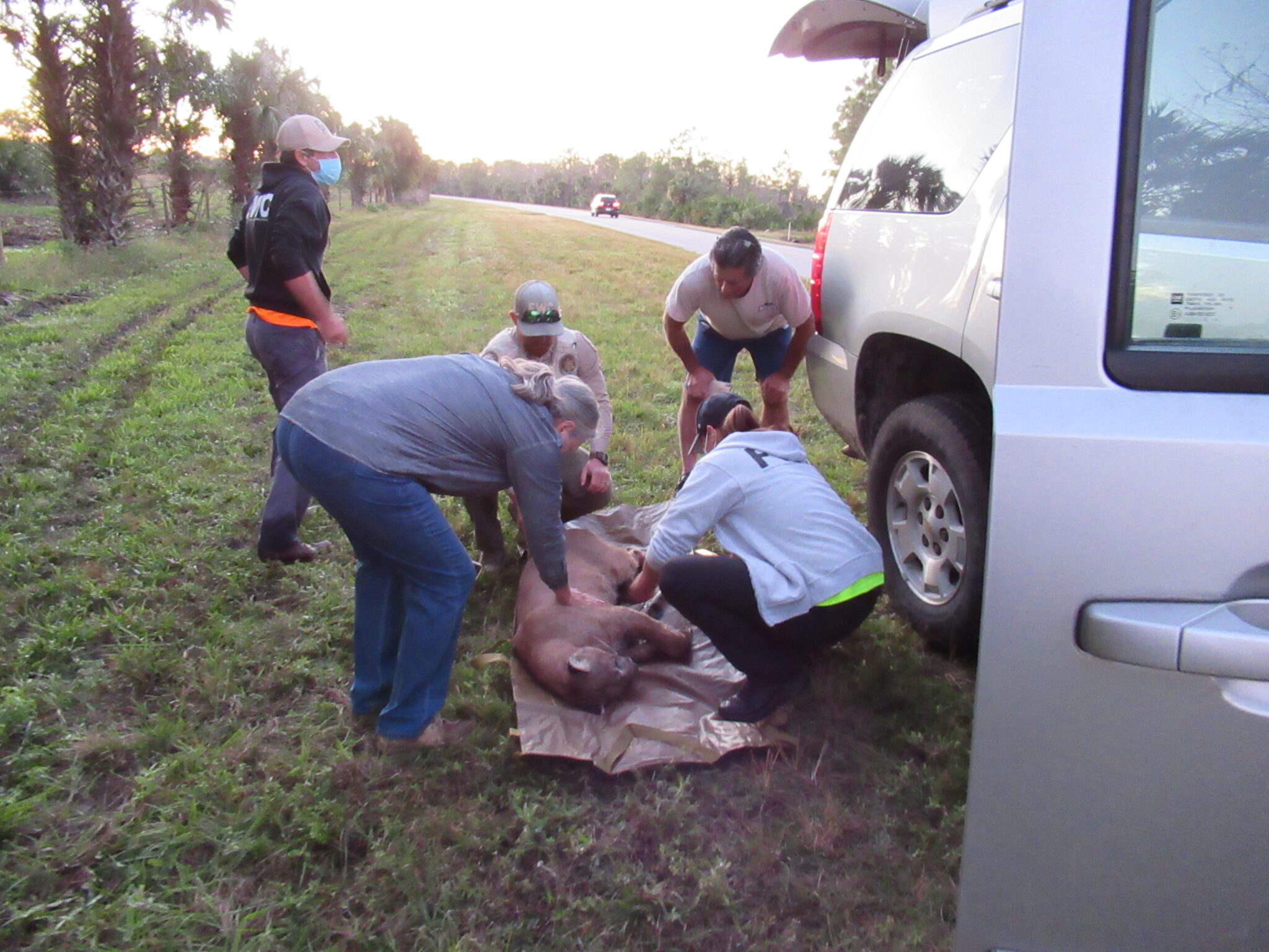 Florida Fish and Wildlife Conservation Commission employees tend to “Florida Panther 260” shortly after it was hit by a car by the JB Ranch in Immokalee in December 2020. Credit: FWC