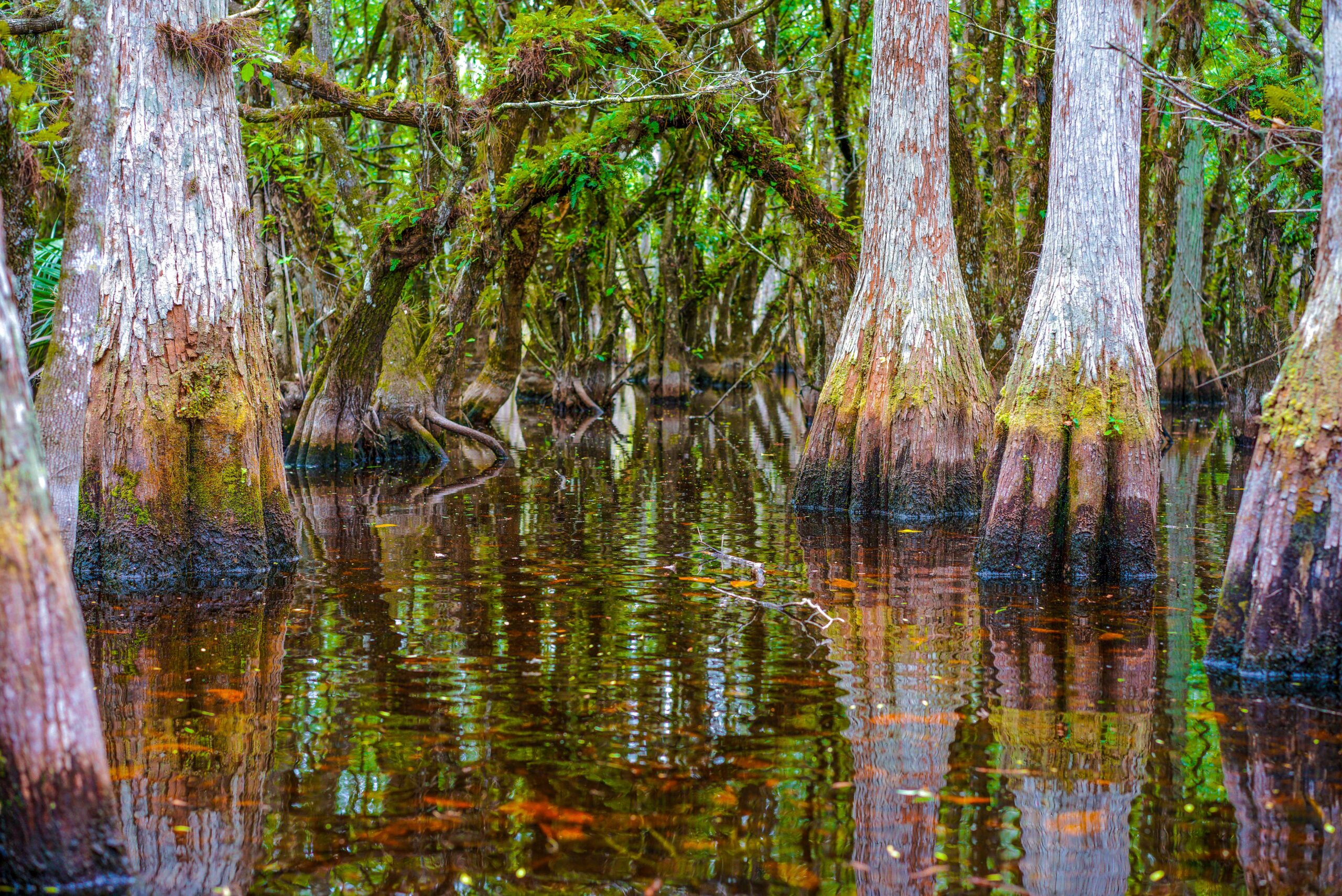 about bergeron everglades foundation