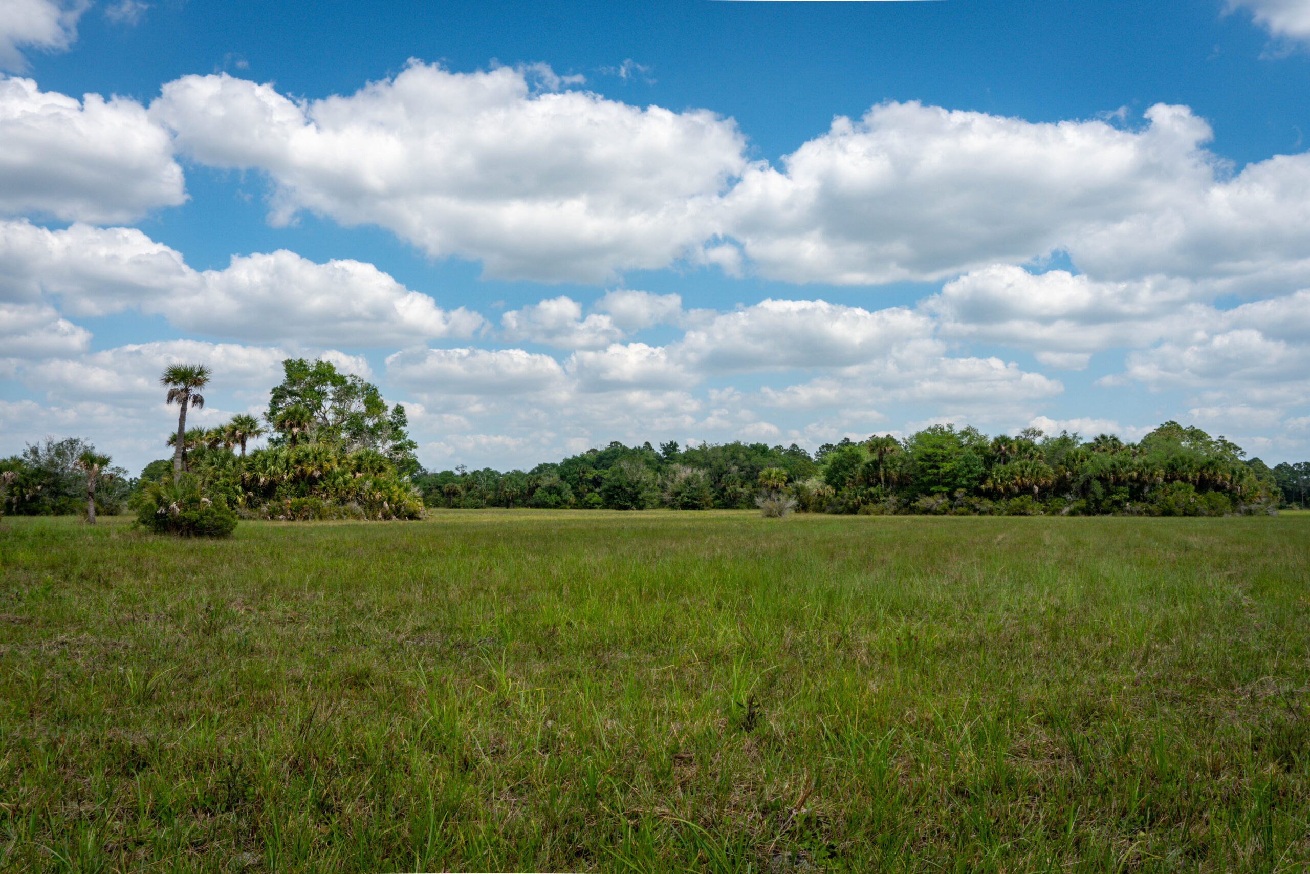 Savanna landscape