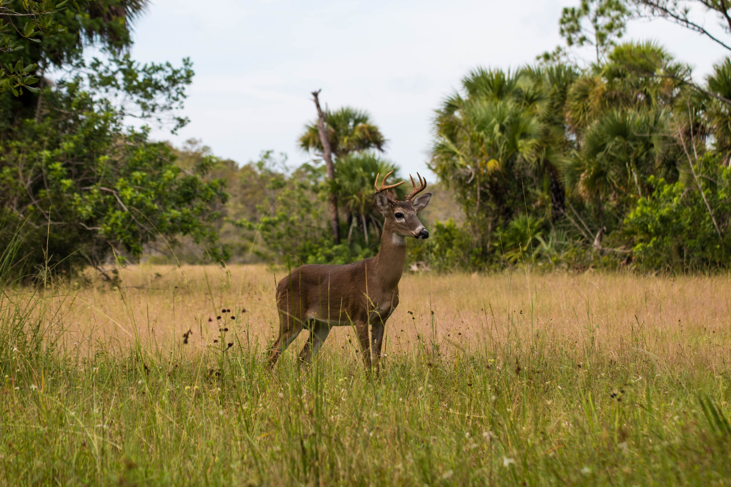 White-tailed-deer-buck