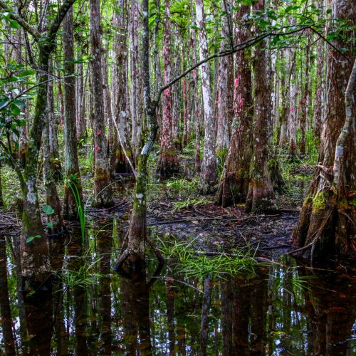 Federal money clears way for bridge project along Tamiami Trail to help revive Everglades