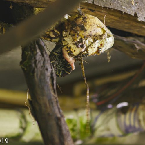 Massive 16-foot python with nest of 50 eggs removed from Florida Everglades