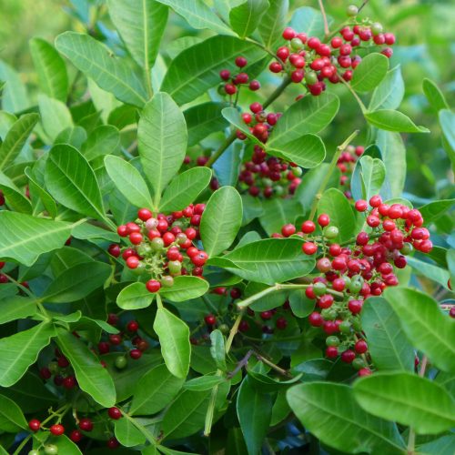 Tiny Bugs Being Used To Fight Invasive Brazilian Peppertree In South Florida