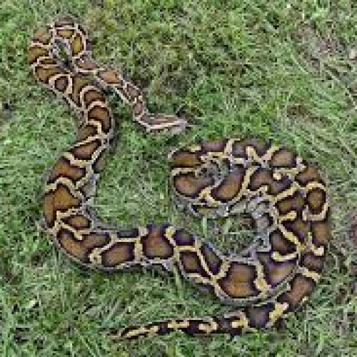 Thousands of invasive pythons removed from Florida Everglades