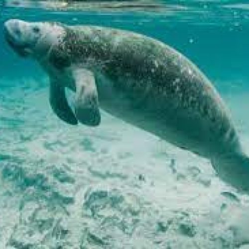 Florida manatees are dying in droves this year. Experts blame poor water quality, starvation