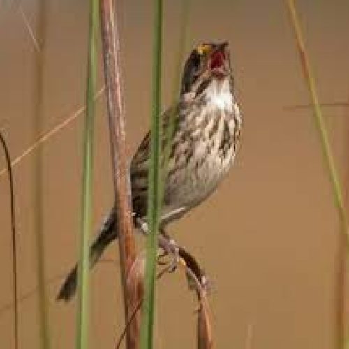 Protecting sparrows limits flow to Everglades