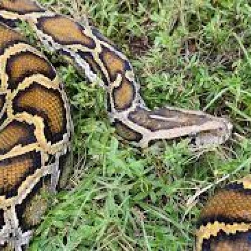 Florida Python Challenge Pays to Kill Invasive Snakes