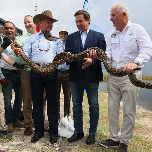 MIAMI, FLORIDA - JUNE 03: Florida Gov. Ron DeSantis (2nd R) helps hold a python as he kicks off the 2021 Python Challenge in the Everglades on June 03, 2021 in Miami, Florida. The governor stands with (L-R) McKayla Spencer, the Interagency Python Management Coordinator for the Florida Fish and Wildlife Conservation, Ron Bergeron, and Rodney Barreto, the chairman of the Fish & Wildlife Foundation of Florida. The 10-day event will run from July 9 to 18, with prizes going to participants who catch the most and the biggest pythons. The event began as a way for hunters to help control the population of the invasive Burmese python in the Florida Everglades. (Photo by Joe Raedle/Getty Images)